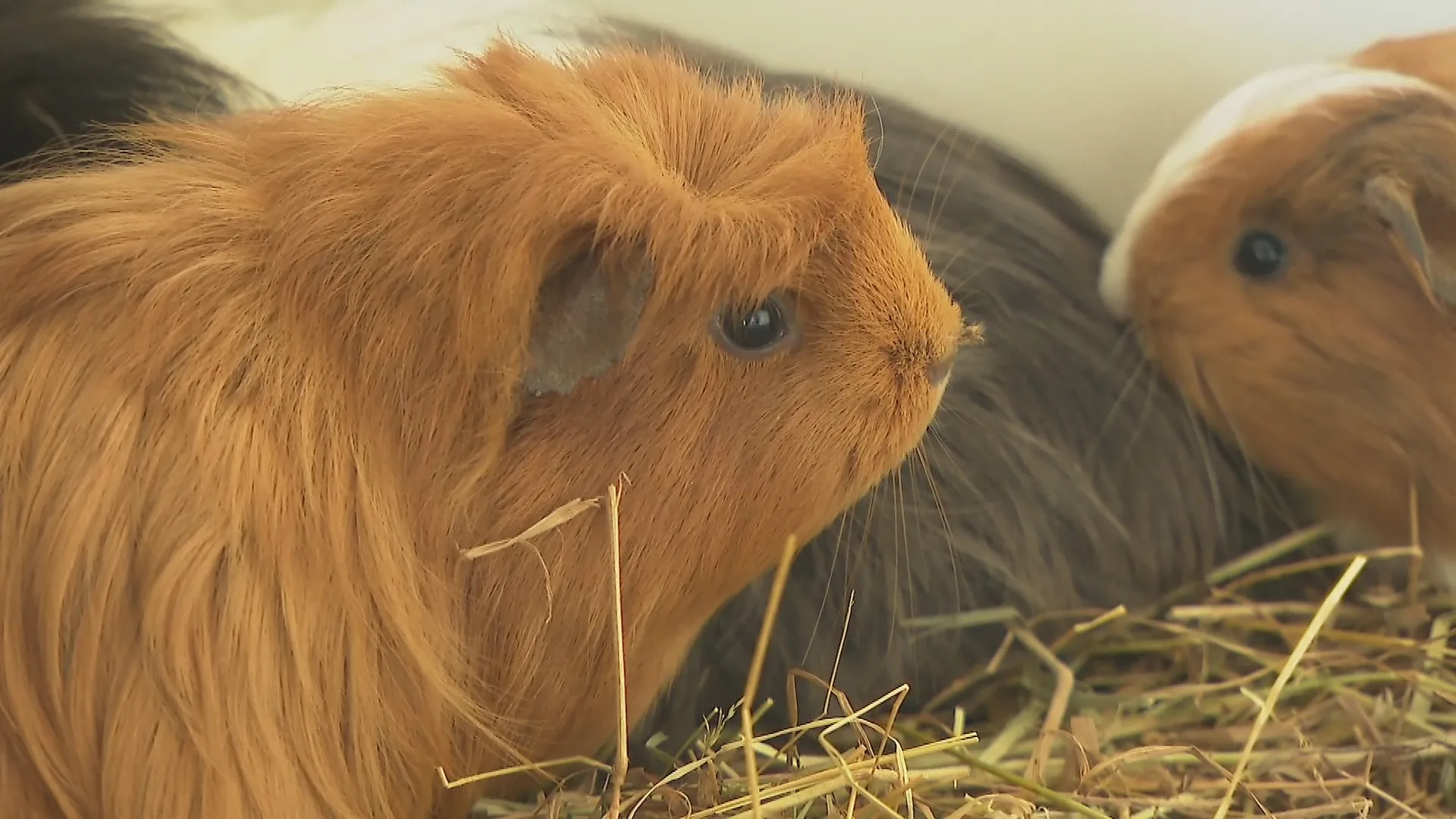 Geboortegolf bij dierenopvang Flappus: honderden cavia's wachten op een nieuw huisje