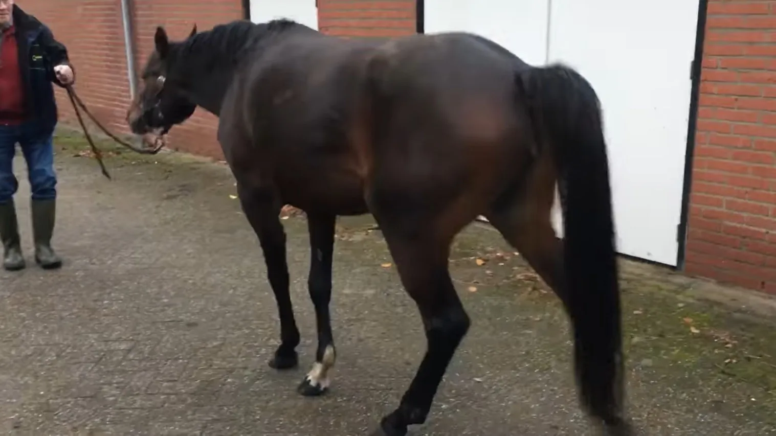Pony schrikt van vuurwerkprotest en raakt gewond bij vlucht door hek: 'Hij loopt mank'