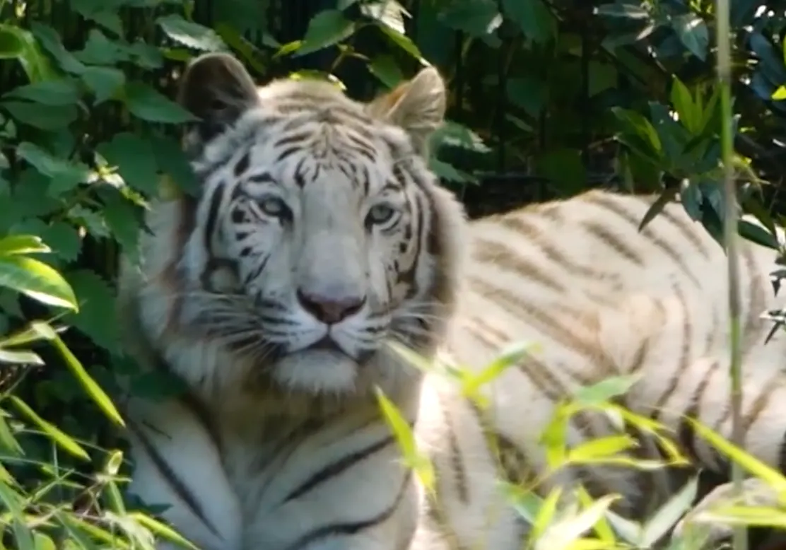 ZooParc Overloon neemt afscheid van Asia: witte tijger verhuist naar Frankrijk 