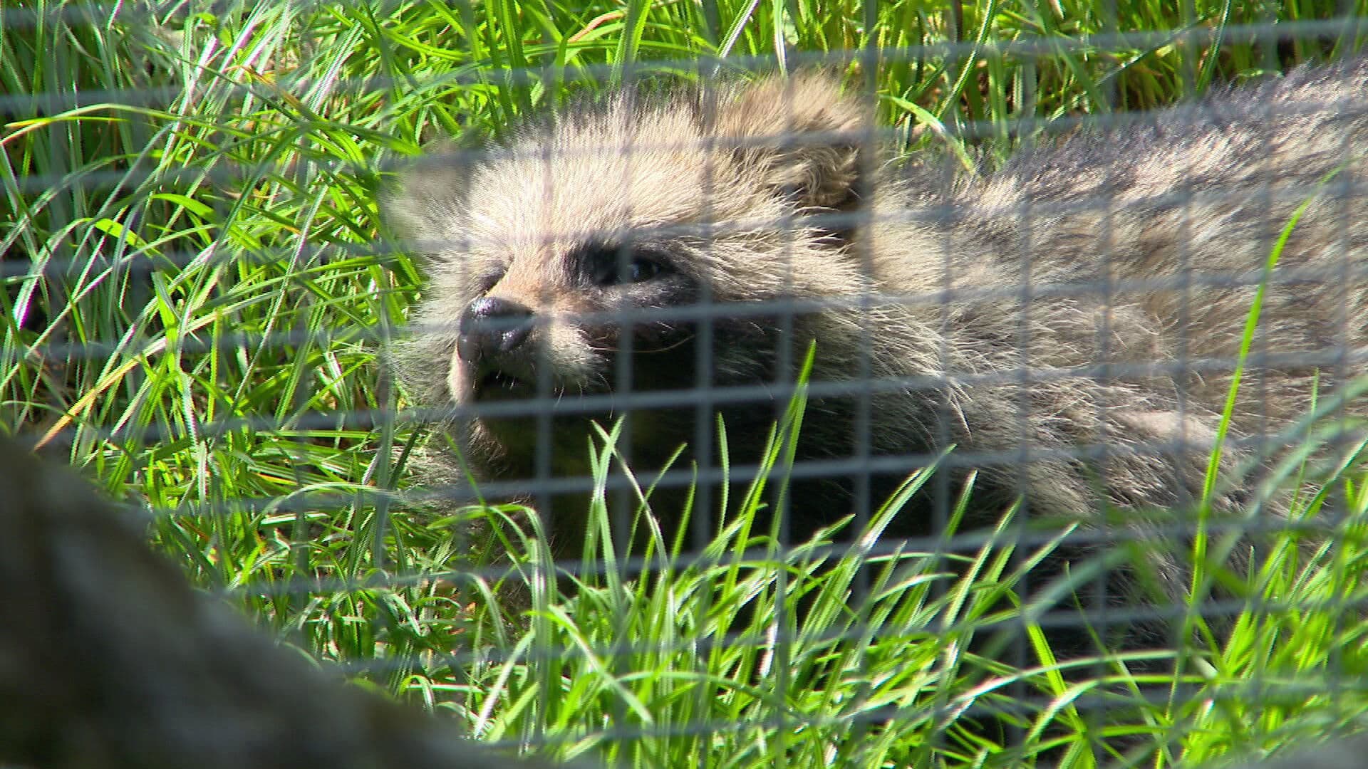 Veel attractieparken gaan open, maar nog niet allemaal: 'Je mist de interactie'