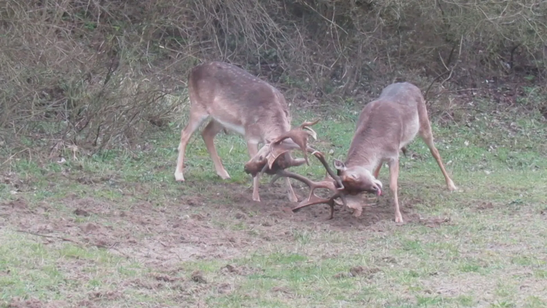 Twee herten met geweien verstrikt in Zandvoort, hertenfluisteraar schiet te hulp