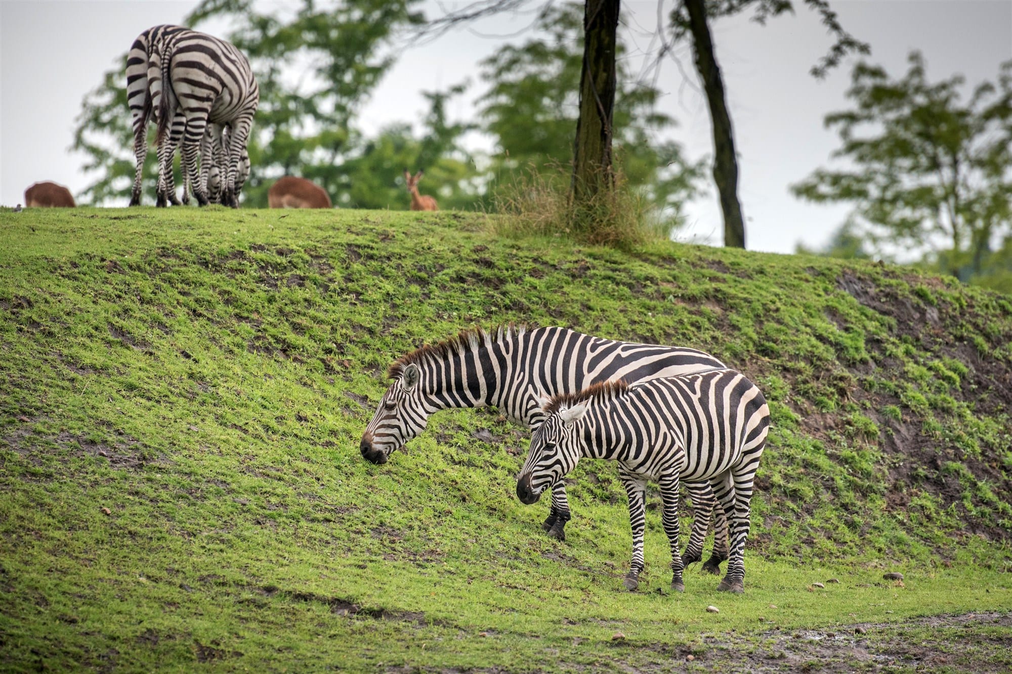 Bezoekers Wildlands zien fatale confrontatie neushoorn versus zebra