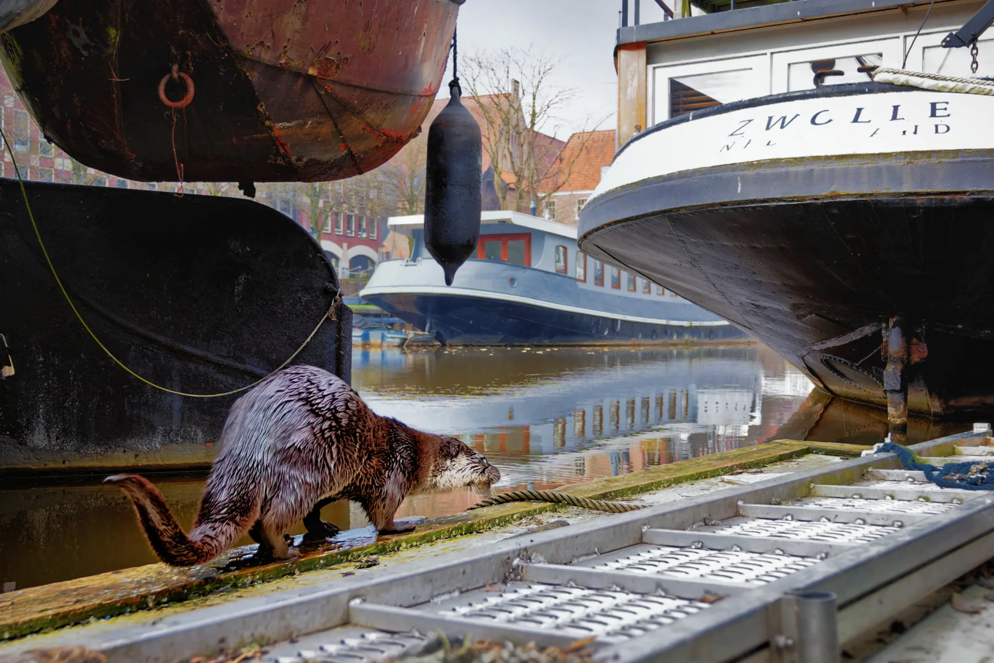 Unieke beelden: otter in Zwolse stadsgracht haarscherp vastgelegd