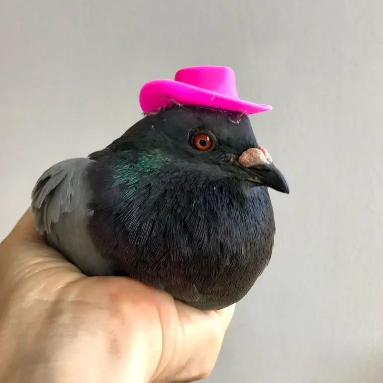 Duif krijgt roze hoedje op hoofd gelijmd: 'Nooit grappig'