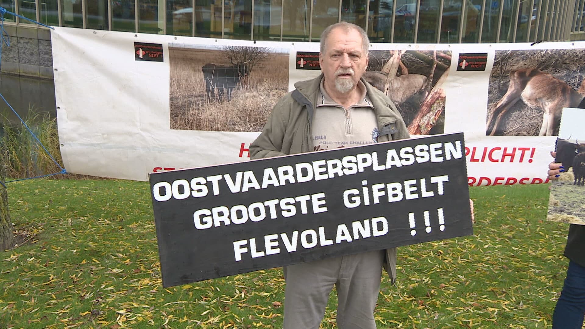 Woede om doodschieten 150 konikpaarden Oostvaardersplassen: 'Het is een drama'