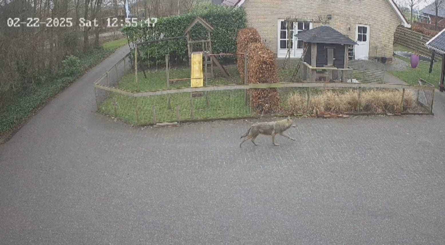Bewoners Aldtsjerk verrast door mogelijke wolf: 'Liep zo de tuin in'