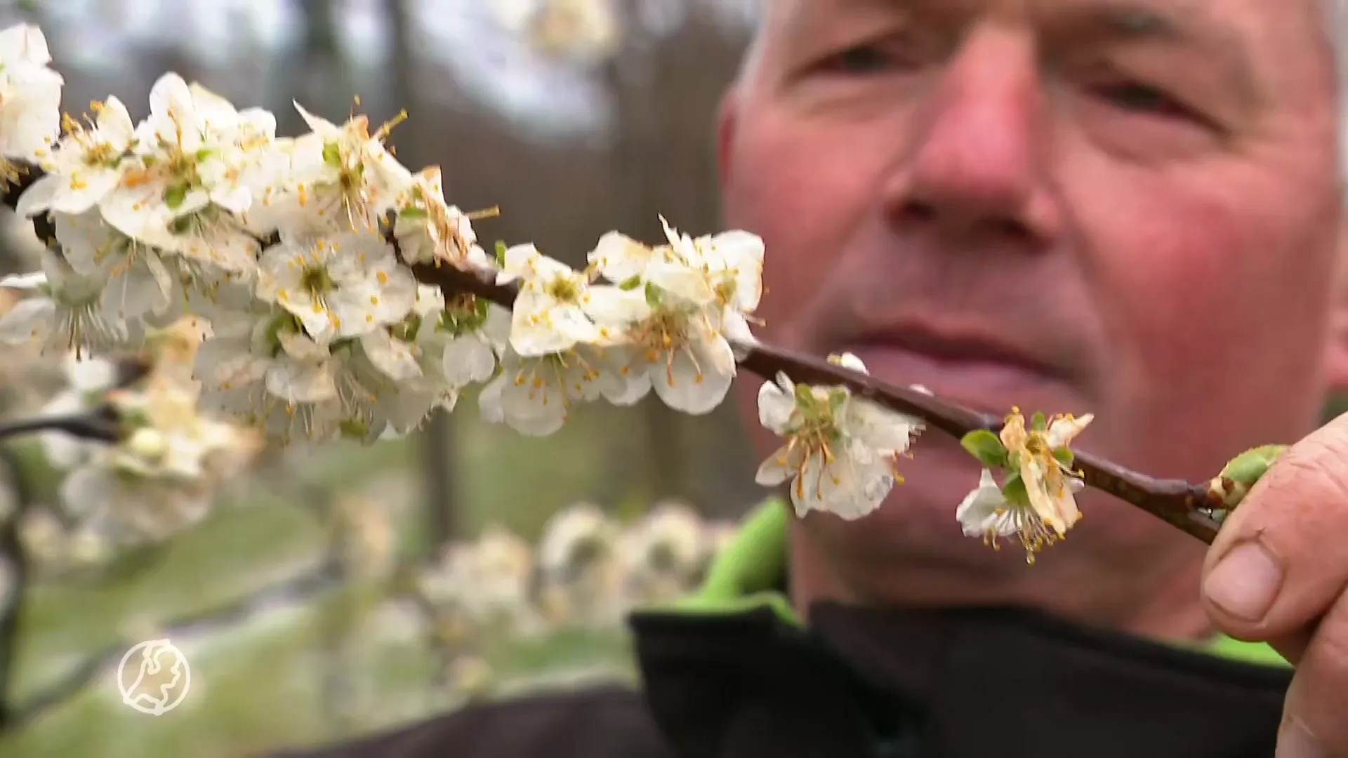 Fruittelers maken zich zorgen over vorst: 'We houden elkaar 's nachts wakker'