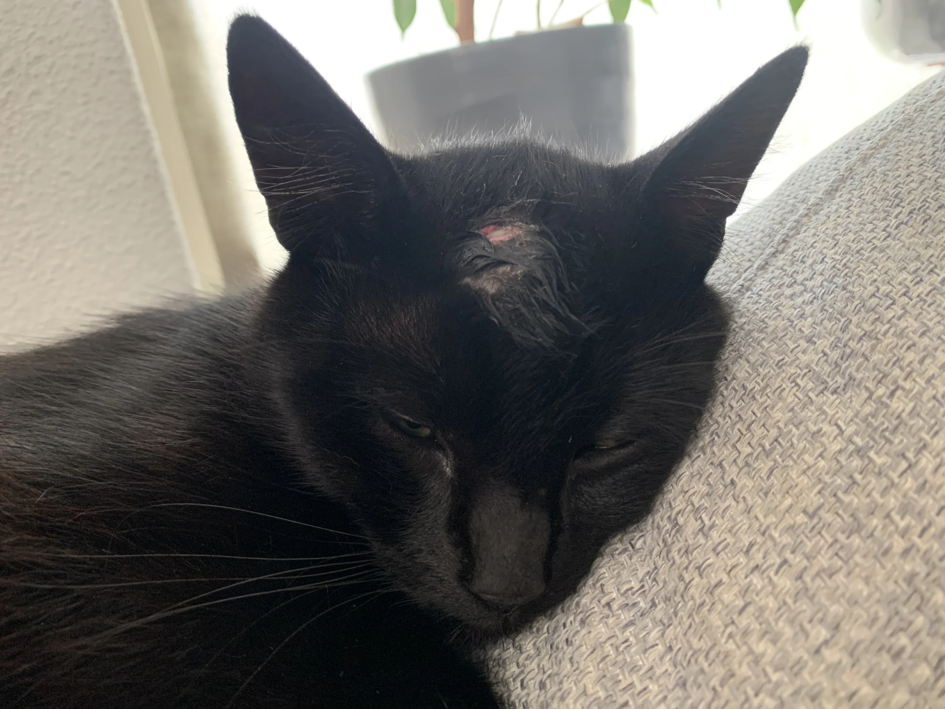 Wie schoot er op kat Alfons? Tipgeld verhoogd naar 2500 euro