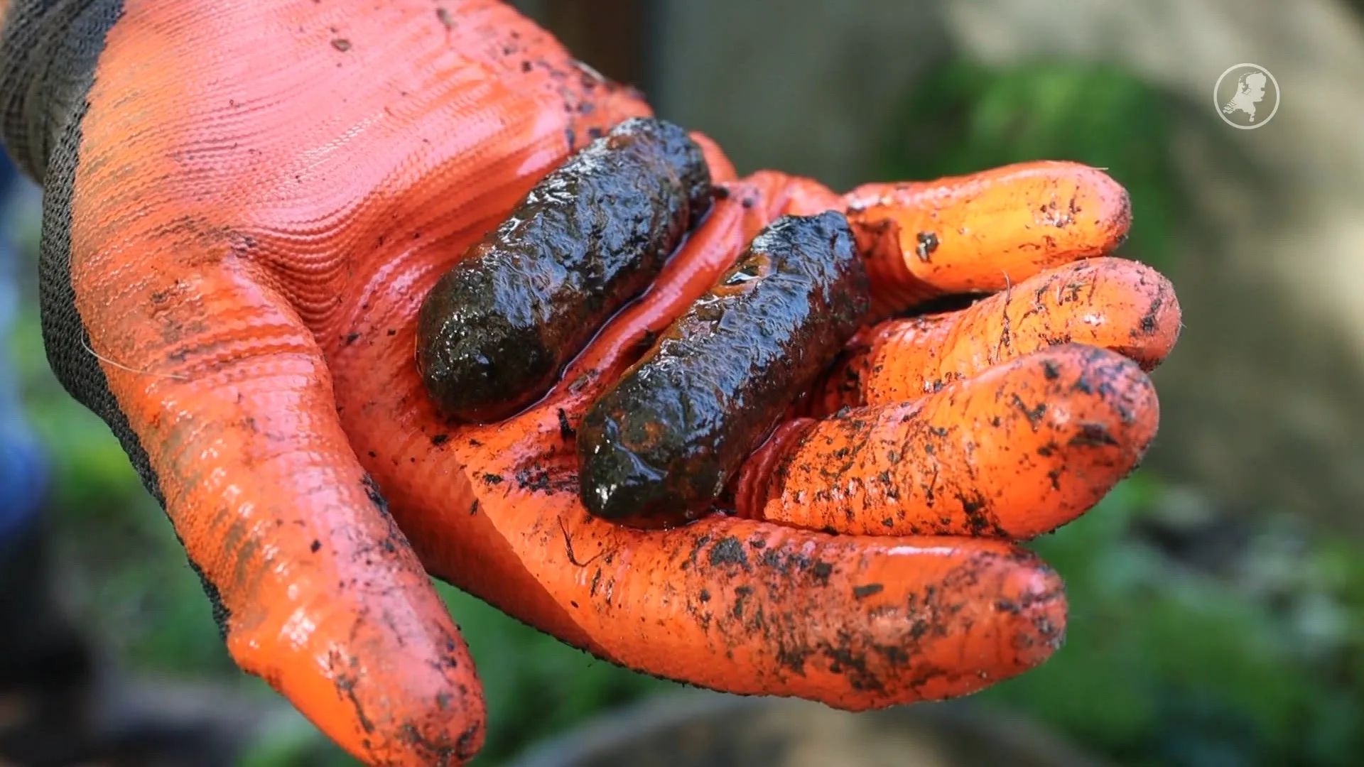 Jongen vist twee granaten uit het water terwijl hij zoekt naar z'n sleutels