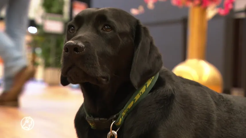 Laatste werkdag voor vaccinatie-hond Dimple, die mensen met prikangst helpt