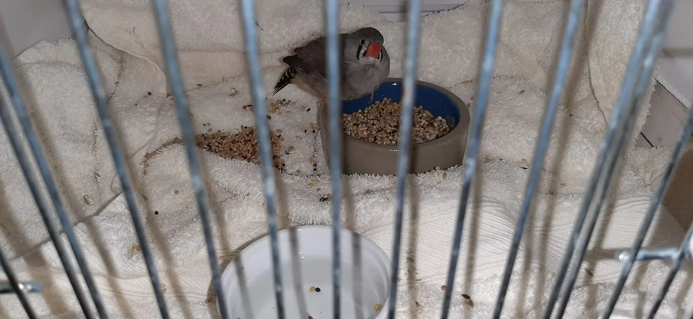 Zebravinkje bij vuilnis gezet in Winterswijk: 'Ik fladderde in de koude regen'