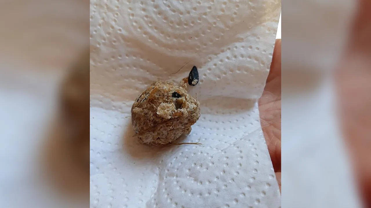 Hondenbaasjes opgelet: bollen met kleine spijkers gevonden in park