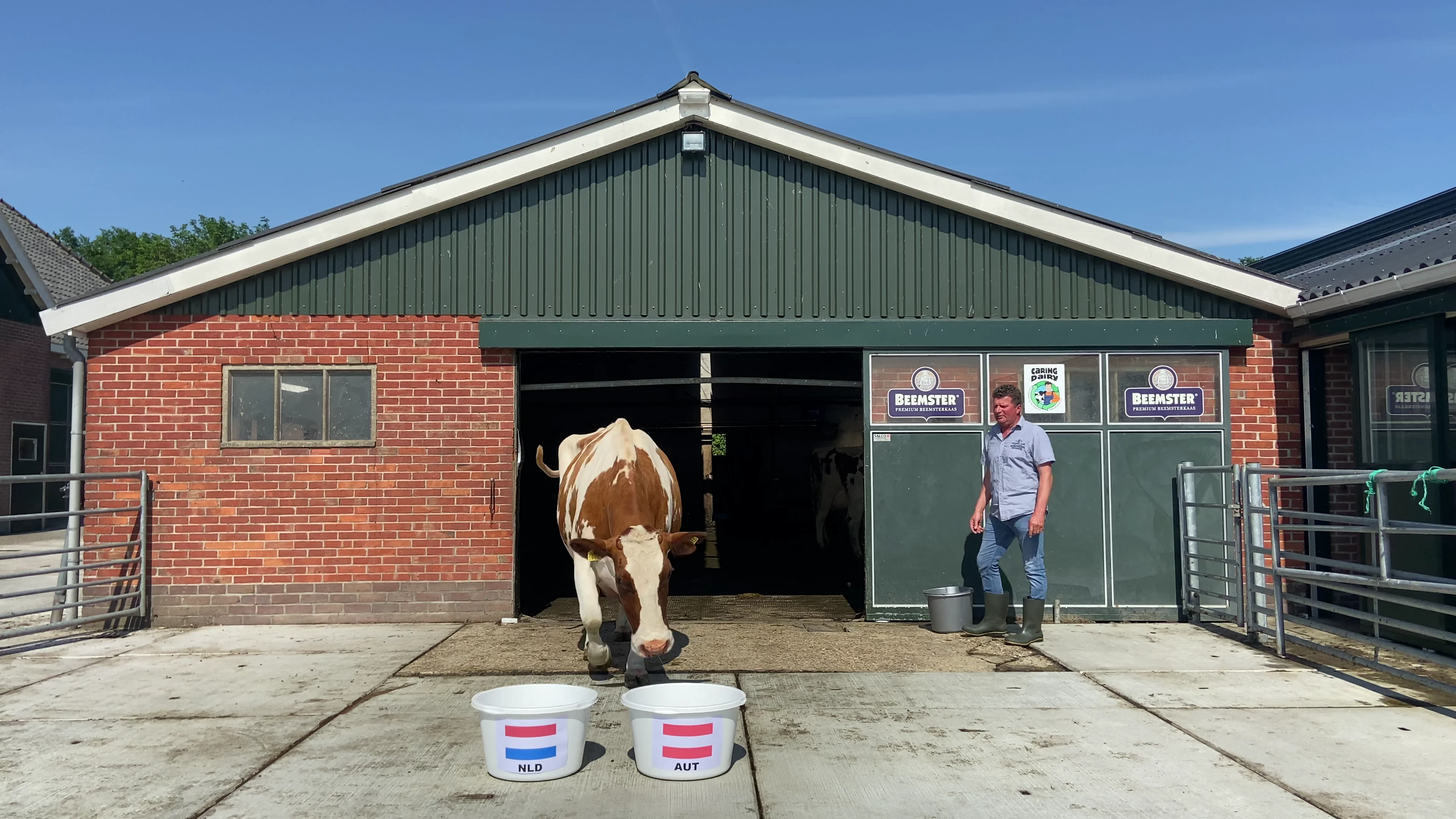 Koe Sijtje weet het zeker: dit wordt de winnaar van Nederland-Oostenrijk
