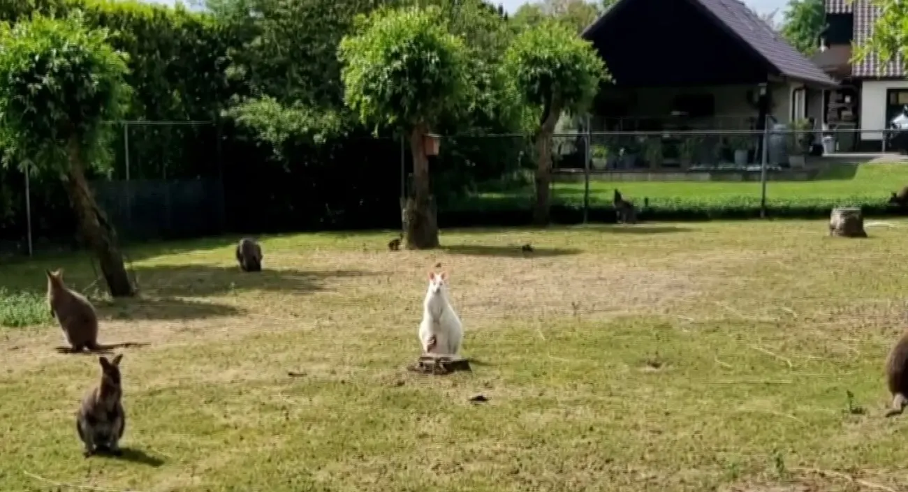 Ontsnapte (en snelle) wallaby houdt politie uren bezig in Erp