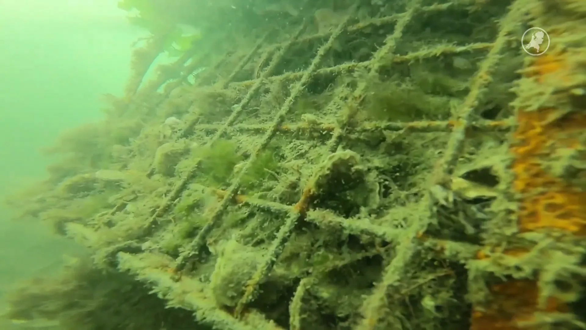 Oesters herstellen verdwenen rif in de Noordzee