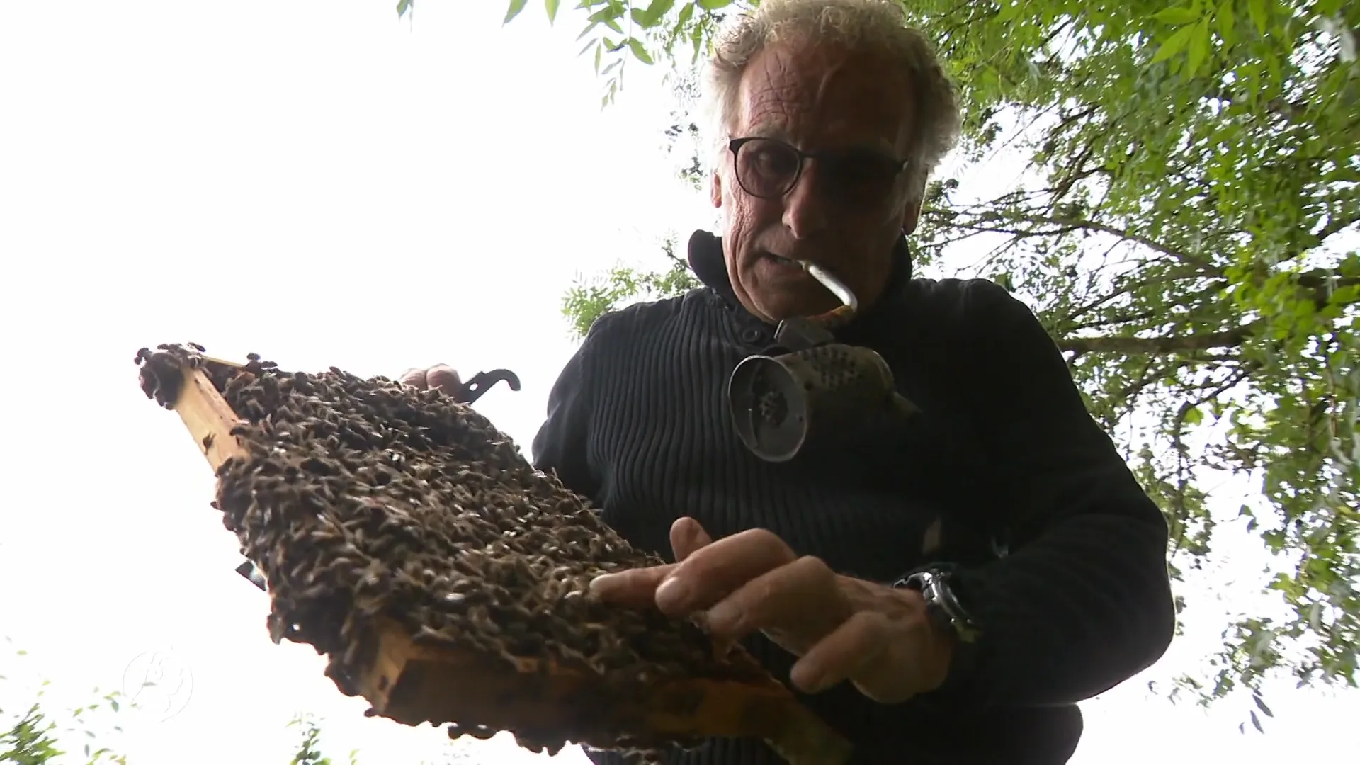 Imker Erik (69) beroofd van kostbare koninginnenbijen: 'Ik ben helemaal naar de klote'
