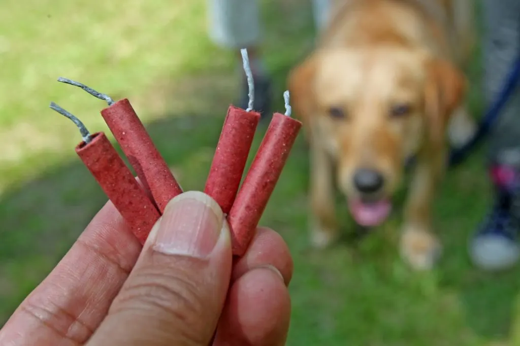 Medewerkers Dierenambulance Doetinchem diep geraakt na overlijden hond door vuurwerk