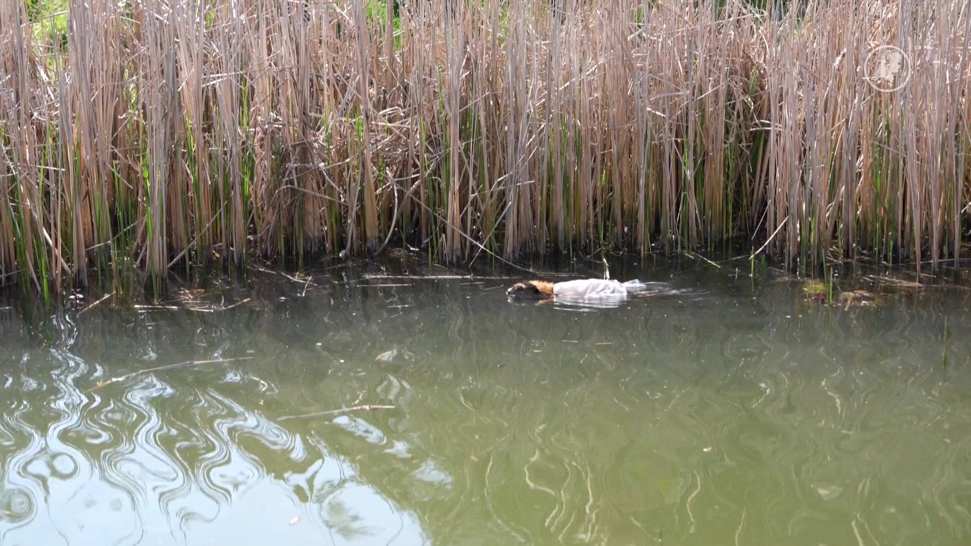 Bever op de vlucht voor hulpdiensten in Zevenaar