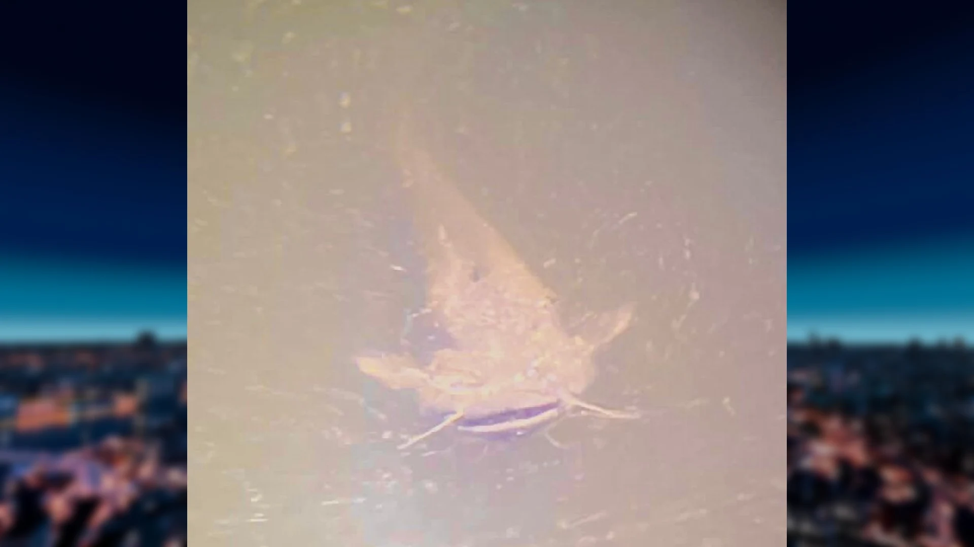 Reusachtige vis zwemt rond in jachthaven Zutphen: 'We zagen hem steeds dichterbij komen'