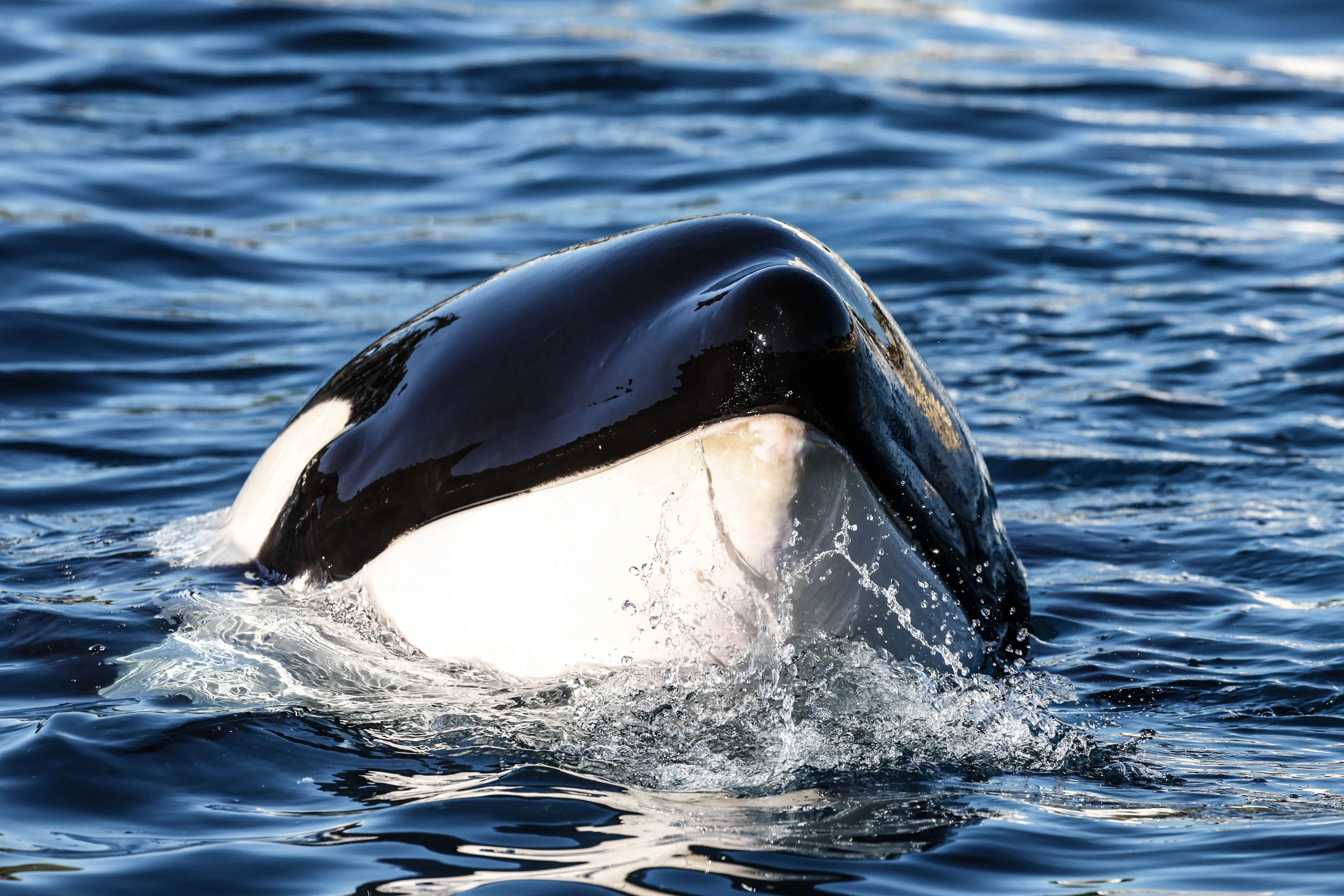 'Zeilboot Nederlands gezin aangevallen door orka's voor Portugese kust'