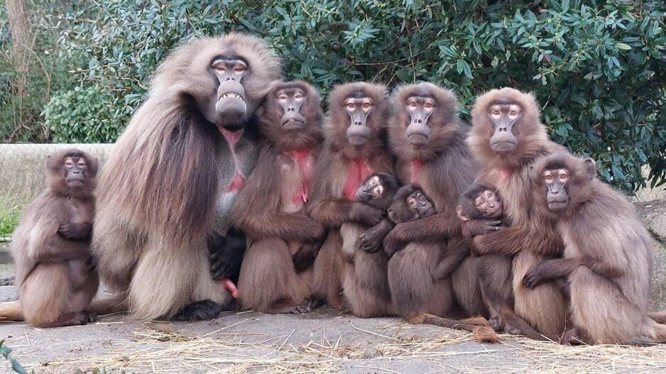 Bijzonder: gelada's in Blijdorp poseren voor familieportret