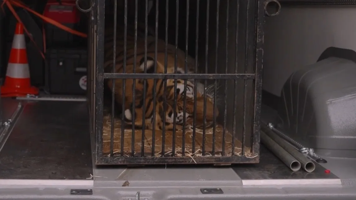 Tijger Tajmir opgevangen in Friesland