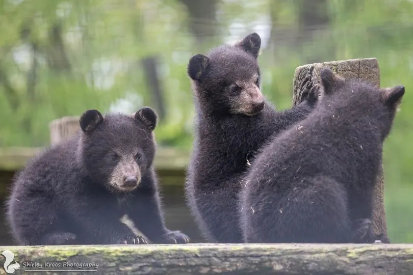 ZIEN: Drie zwarte beren geboren in Volkel, heel uniek in Nederland