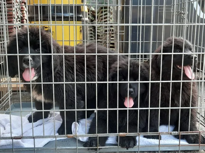 Zieke en verwaarloosde honden, katten en vogels uit Limburgse woning gehaald