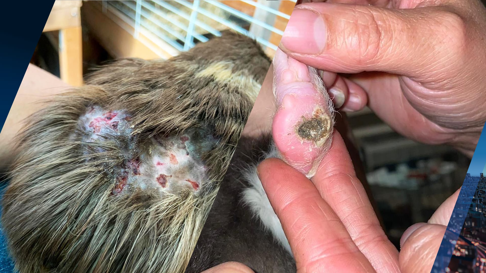 Twintig gewonde cavia's gedumpt: 'Ouders nemen hun verantwoordelijkheid niet'