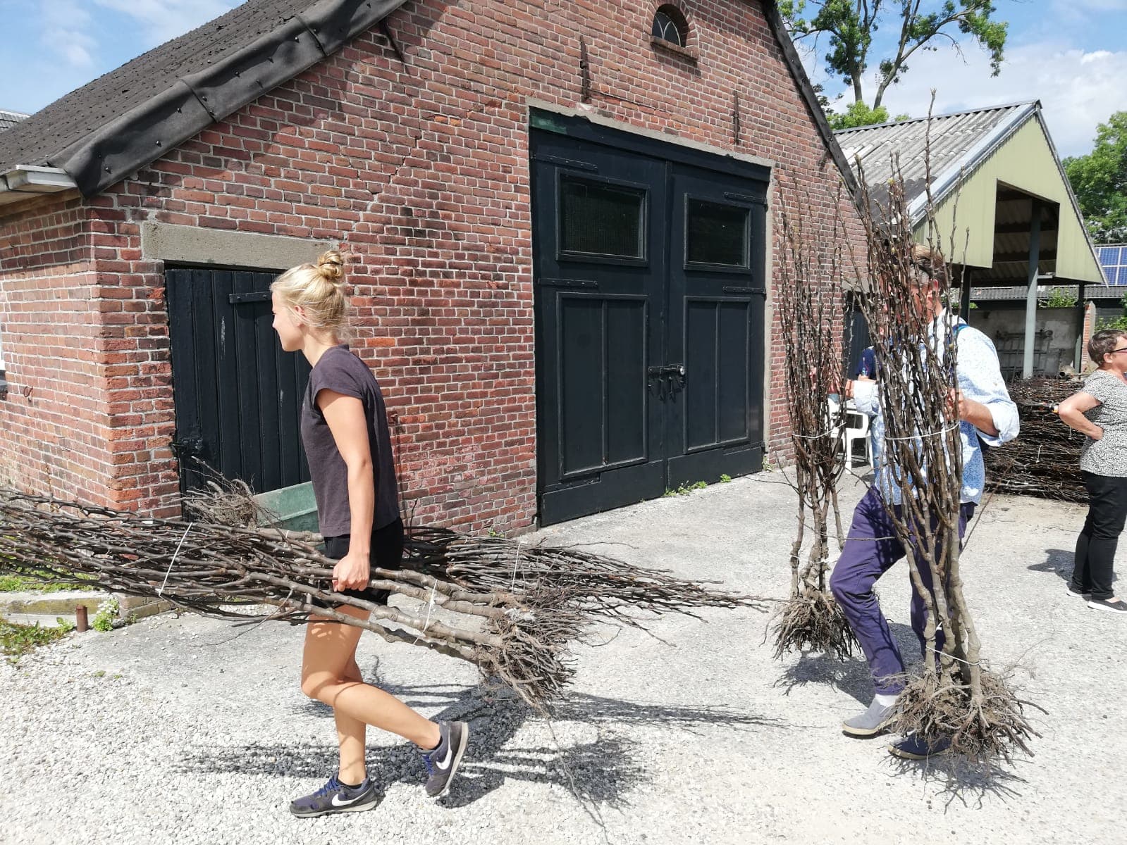 Je tuin opfleuren met een perenboom? Hier kan je ze vandaag gratis ophalen