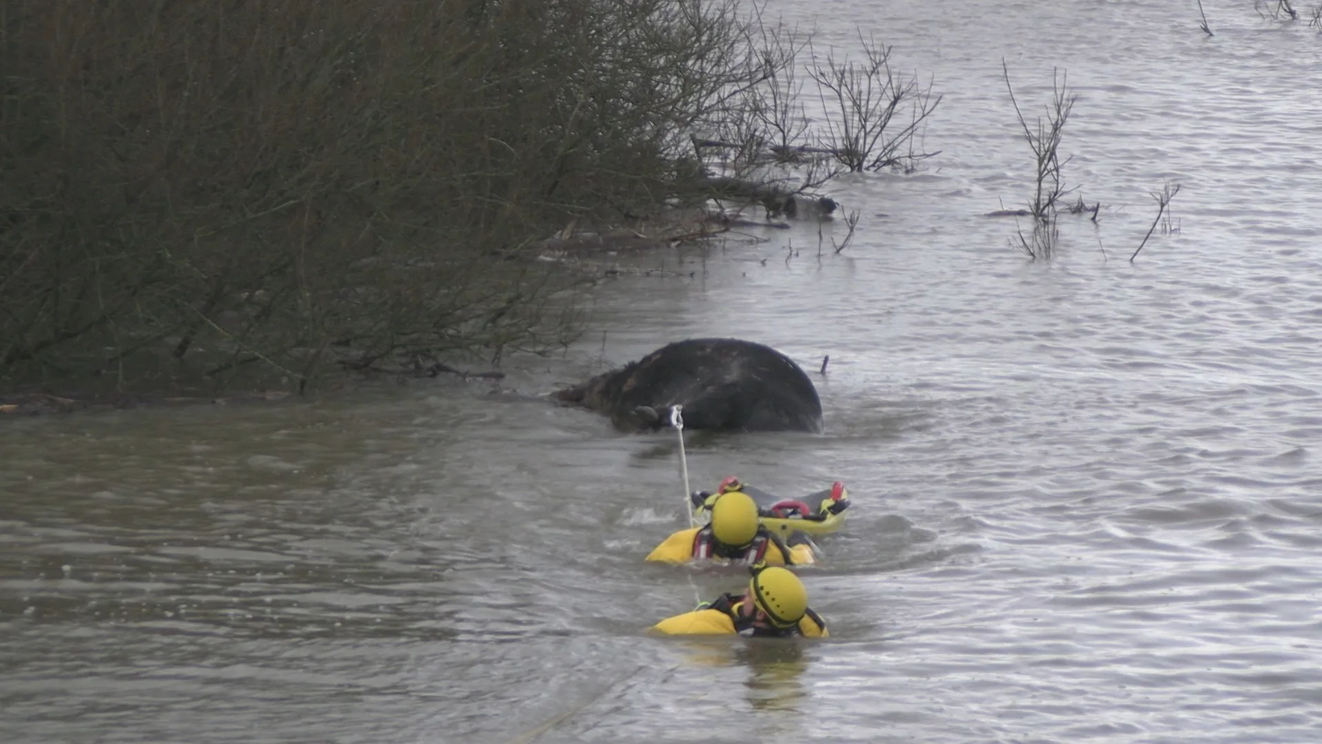 Koe verdronken door hoogwater in Waal, hulpdiensten net te laat