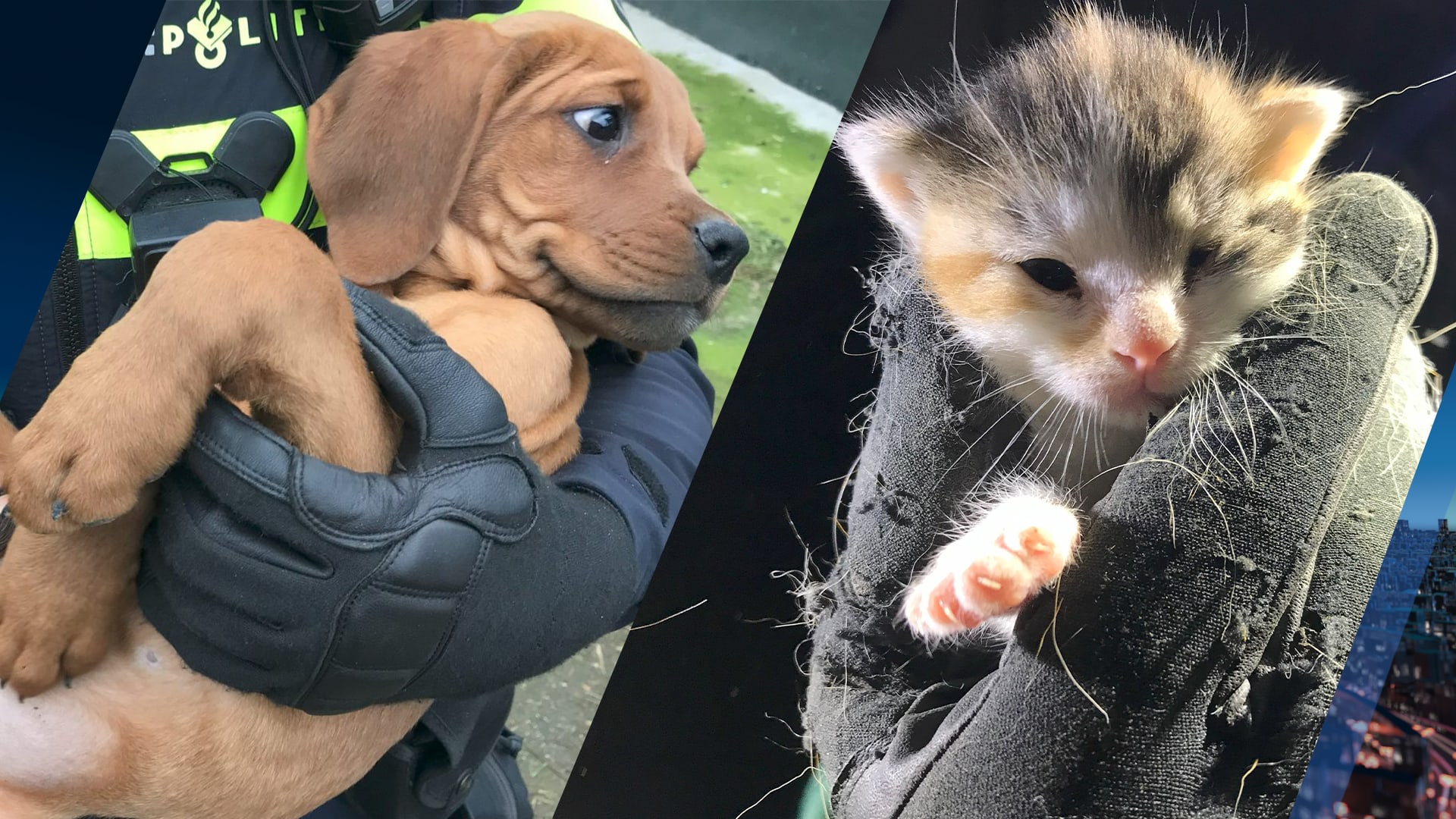 Tientallen verwaarloosde huisdieren afgenomen van vrouw in Echt