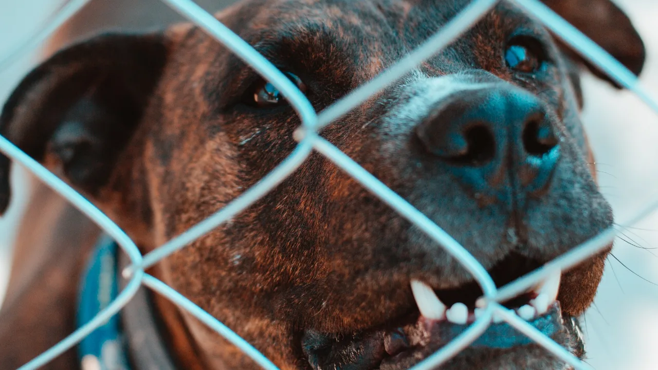 Man (32) zwaargewond bij vechtpartij tussen agressieve honden in Utrecht