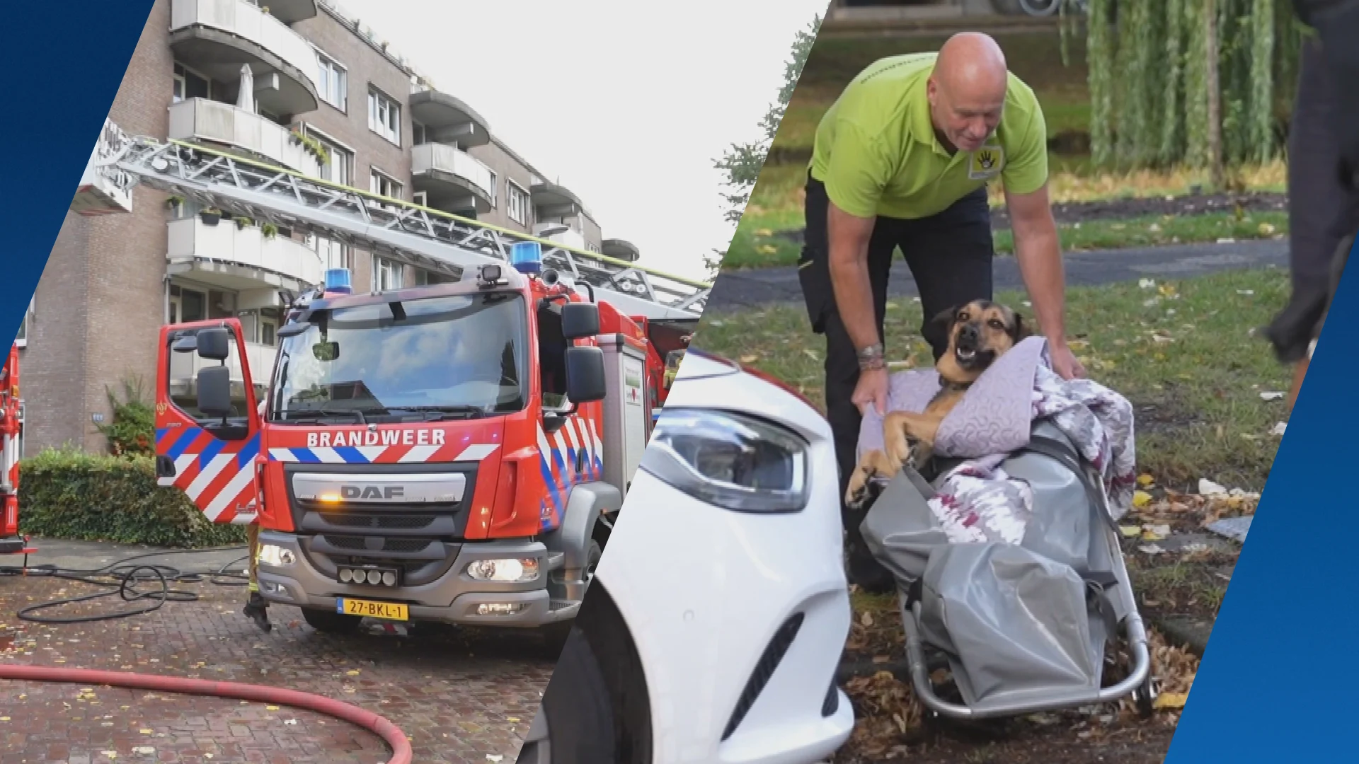 Kat dood en hond gewond na woningbrand in Rotterdamse flat