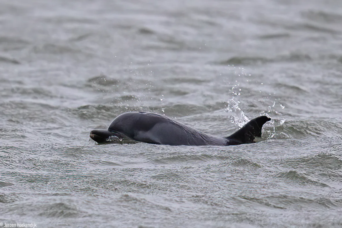 Zorgen om gestreepte dolfijn bij Hoek van Holland, dier mogelijk in nood