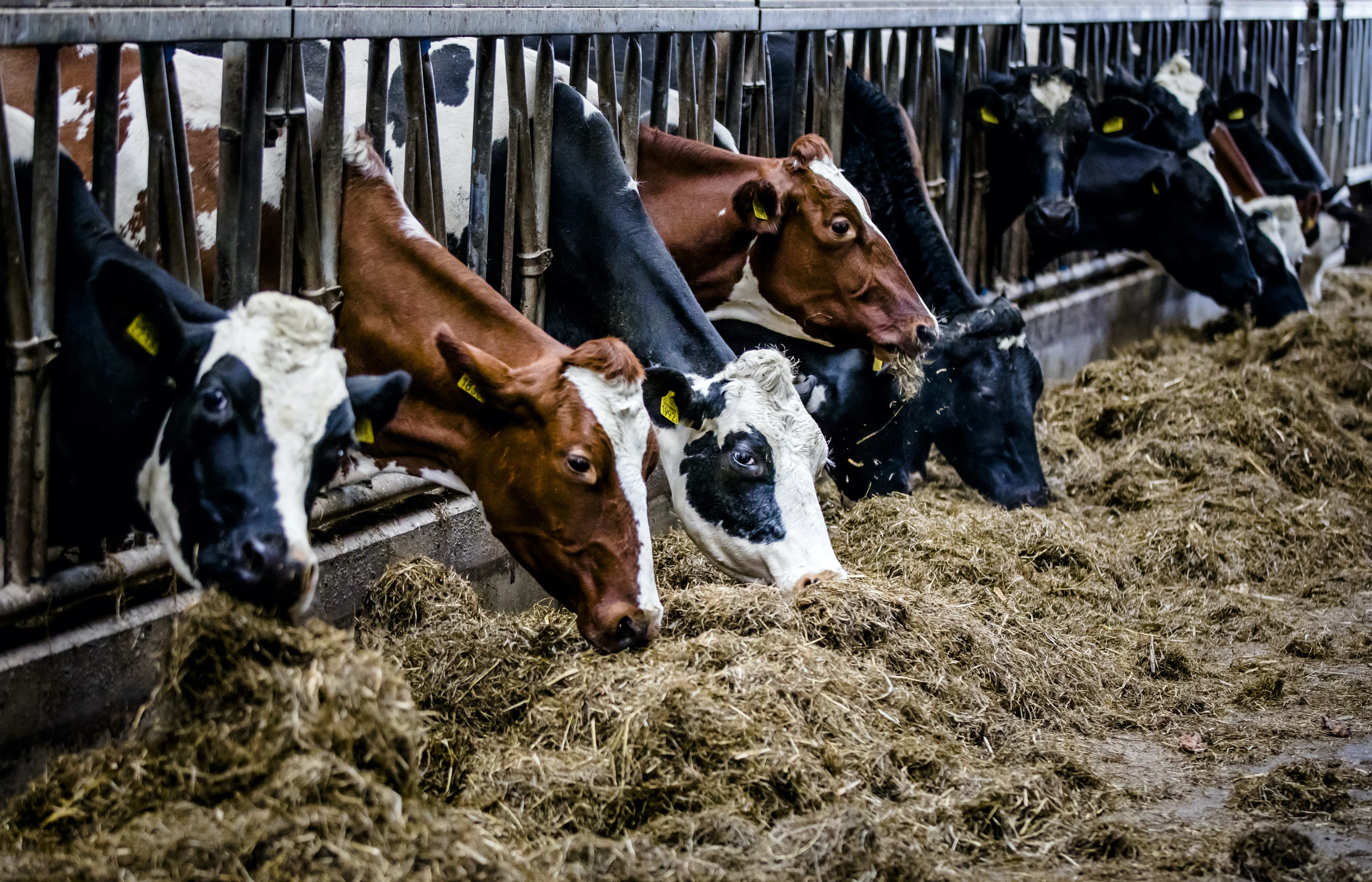 Kabinet trekt 5 miljard extra uit voor maatregelen tegen stikstofcrisis