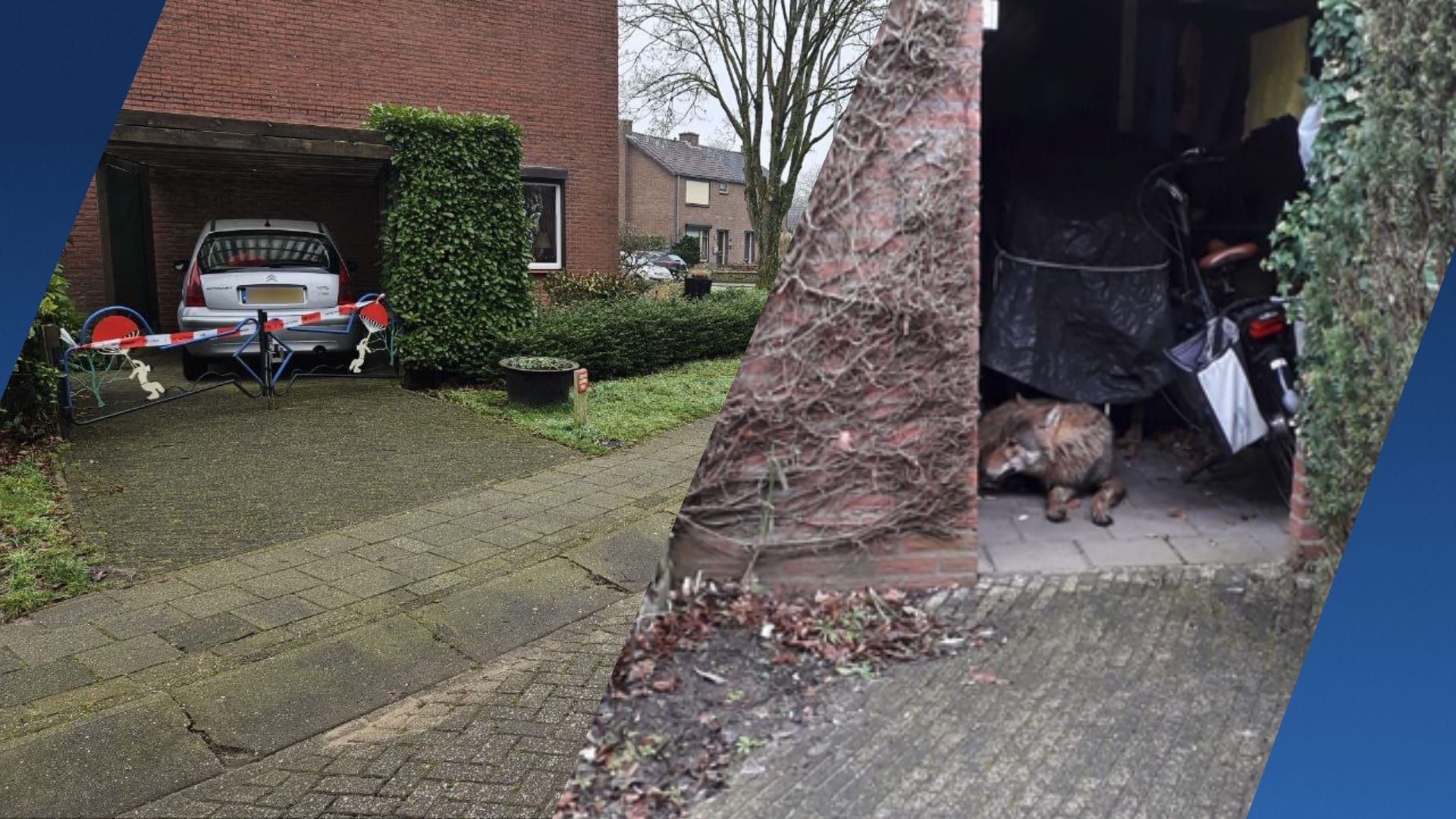 Bewoner Hengelo vindt wolf in schuurtje, midden in woonwijk