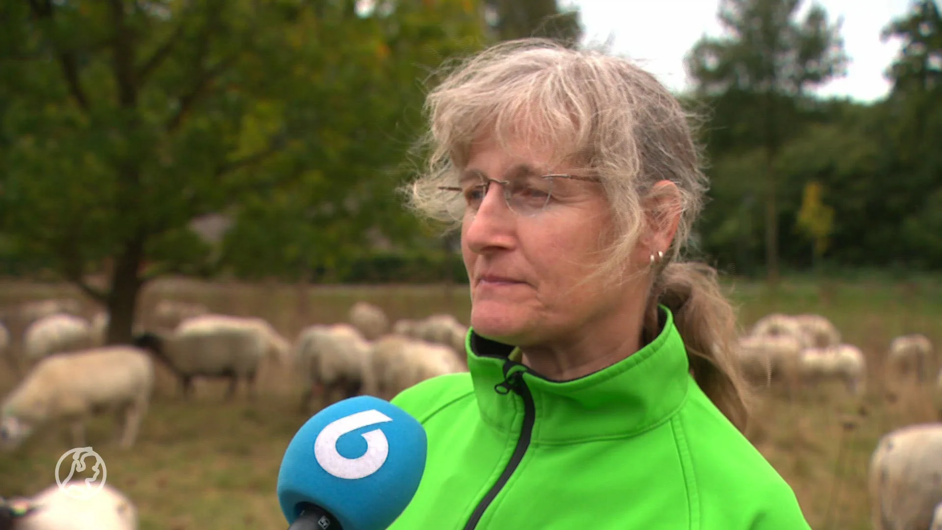 Schapen en kippen op professionele wijze geslacht, 2 aanhoudingen: 'Blijf met je tengels van dieren af'