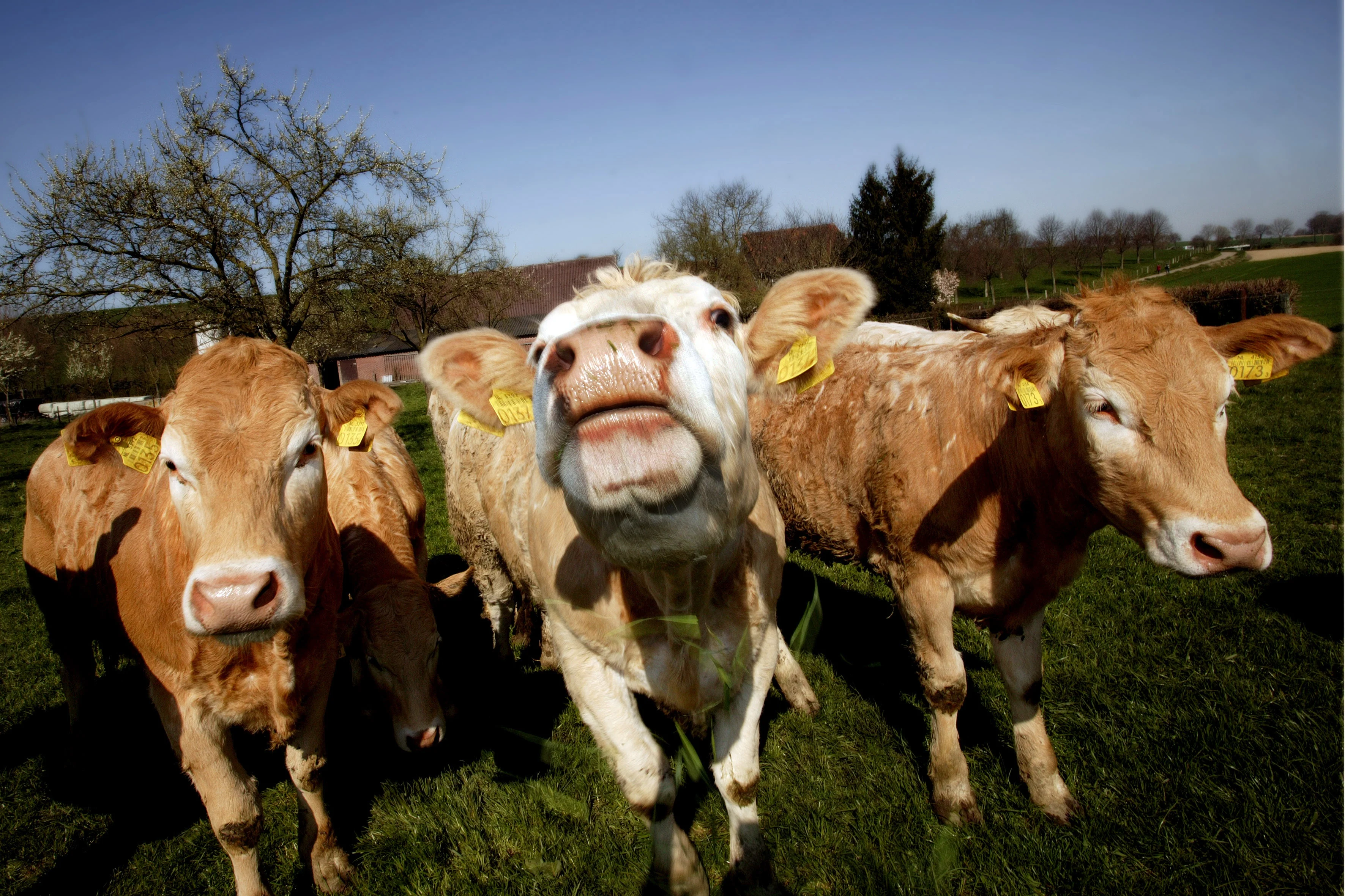 Is aangetroffen gekkekoeienziekte gevaarlijk? En 6 andere vragen (en antwoorden)