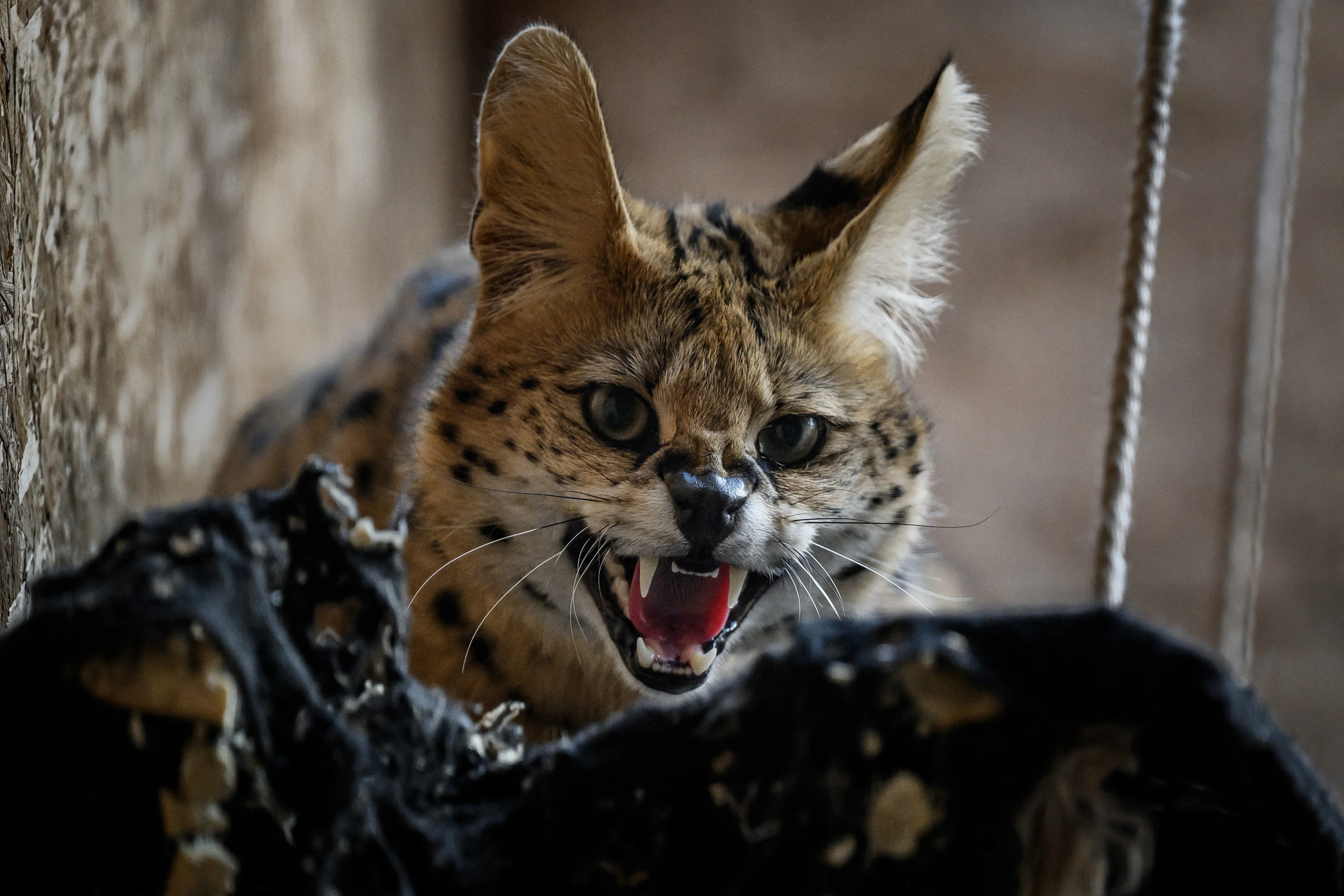 Serval illegaal als huisdier gehouden, dier in beslag genomen