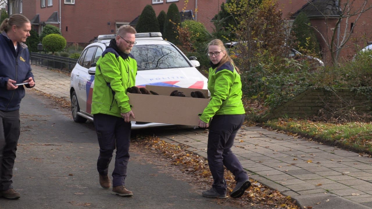 Politie haalt 23 verwaarloosde honden uit woning in Gelderse Wehl