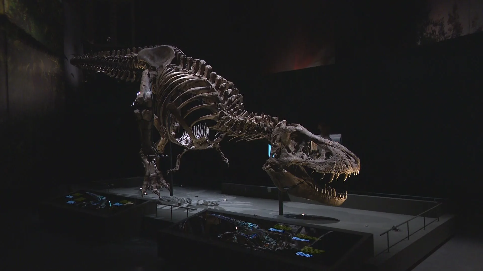 Leidse Tyrannosaurus Rex rolt als bouwpakket uit de 3D-printer