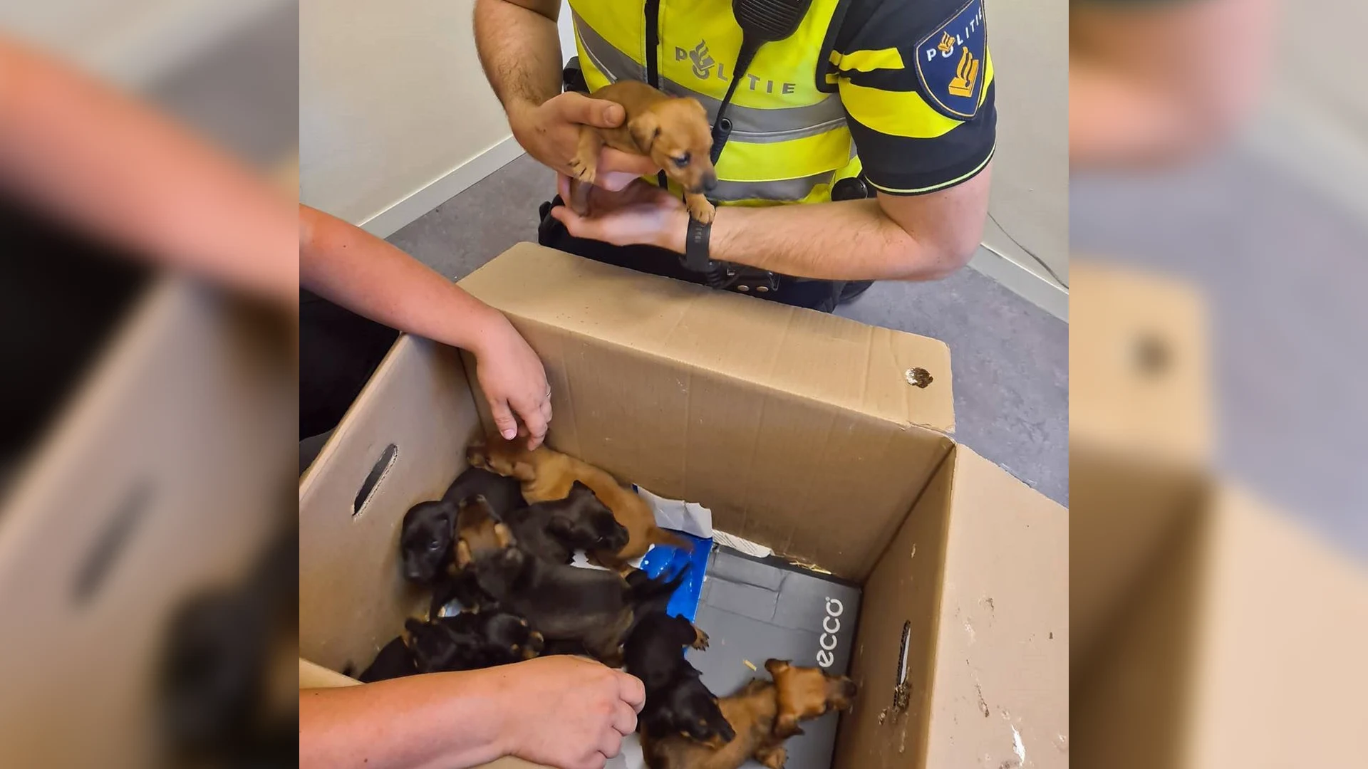 Tien gestolen puppy's uit Beers teruggevonden in woning Heusden