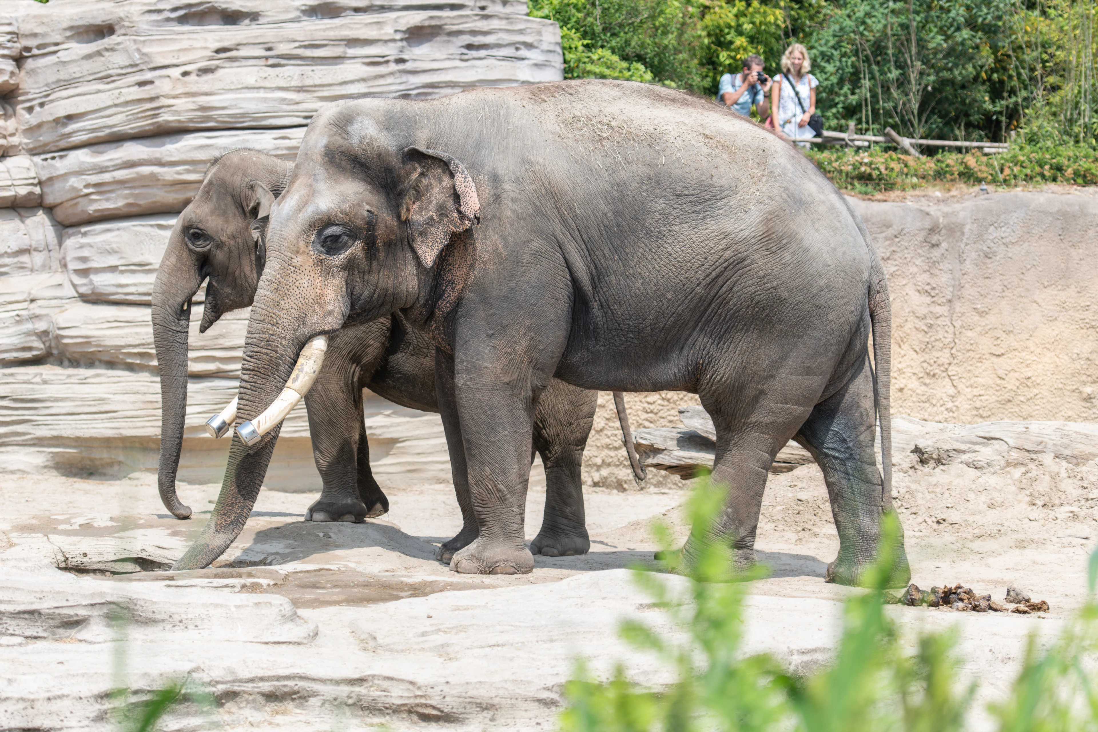 Olifant overleden tijdens verhuizing Wildlands Emmen, werd niet meer wakker uit narcose