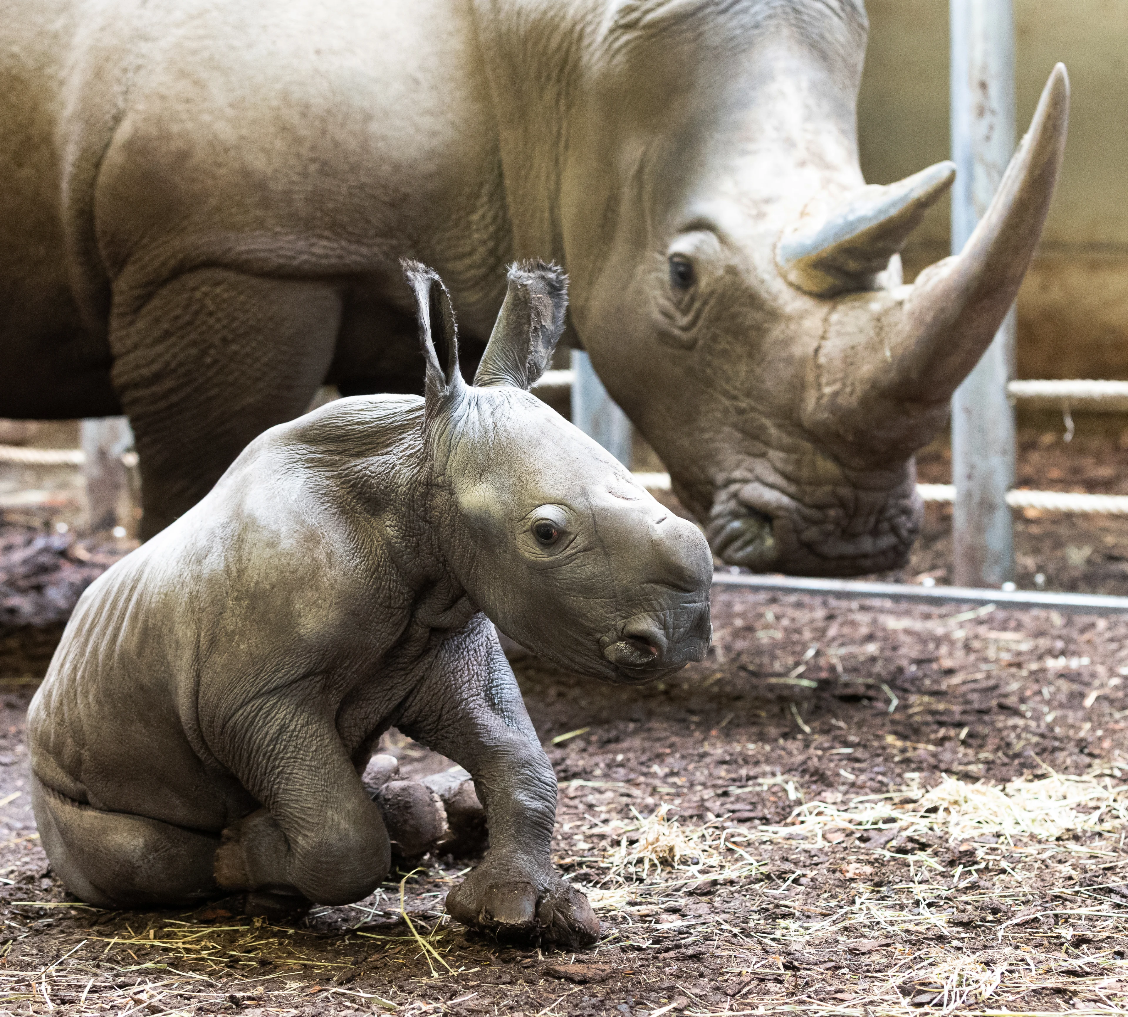 Lief! Neushoorntje geboren in Burgers' Zoo Arnhem