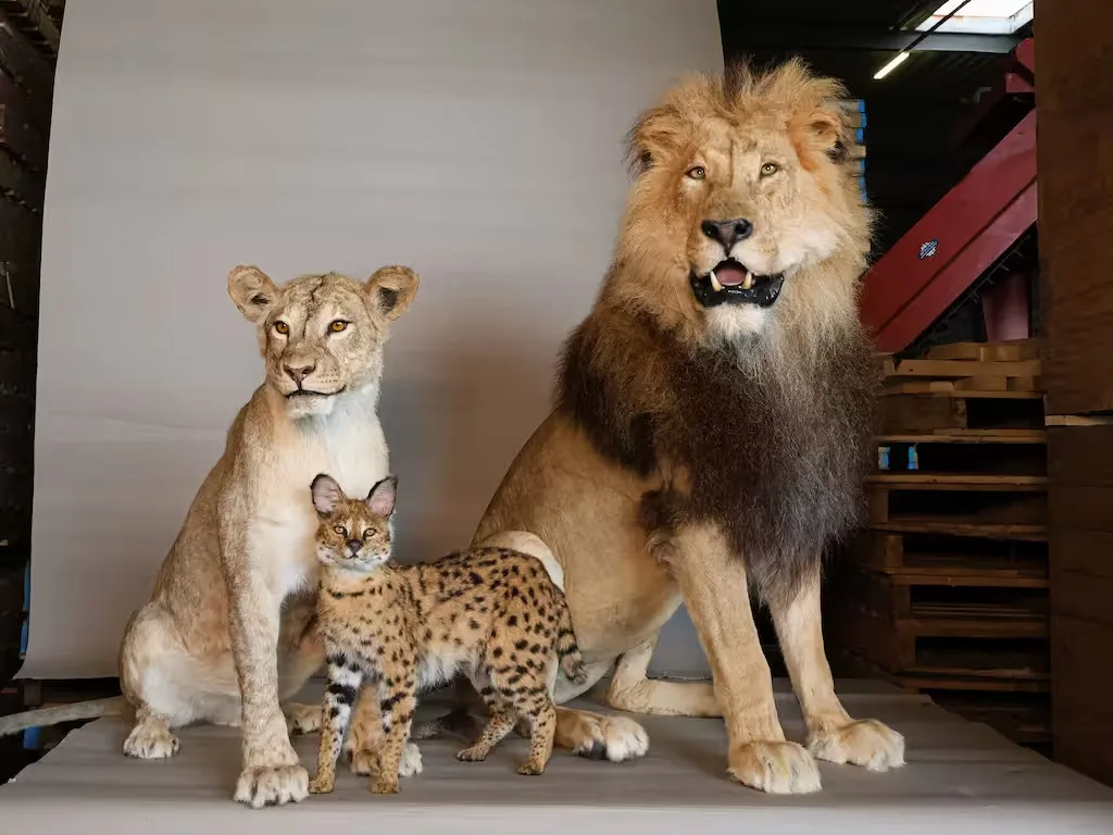 Bijna 100 illegale opgezette dieren gevonden bij Brabantse handelaar (24)