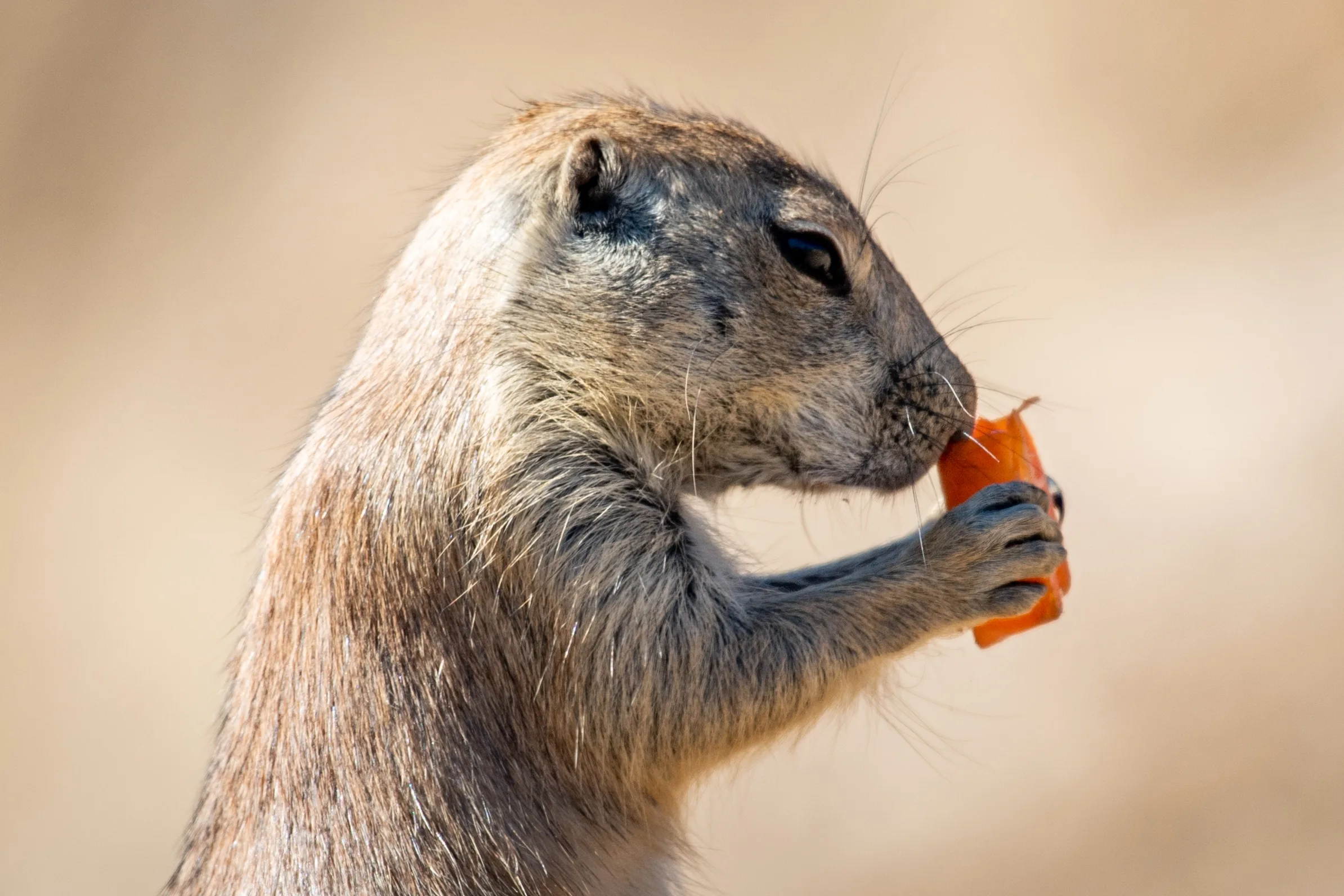ZIEN: Inwoners van Dierenpark Wildlands krijgen heerlijke Valentijnstraktatie