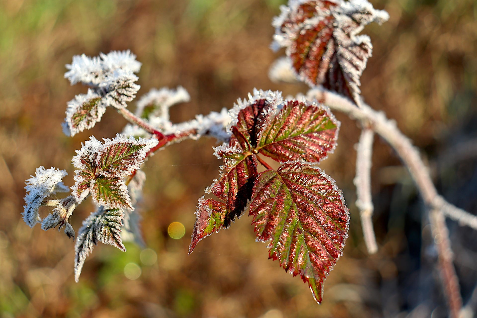 Eerste matige vorst van het seizoen: in Eelde was het -5,4 graden