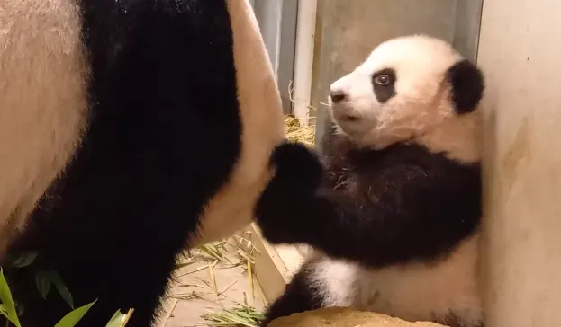 ZIEN: Moeder Wu Wen heeft handen vol aan pandajonkie Fan Xing