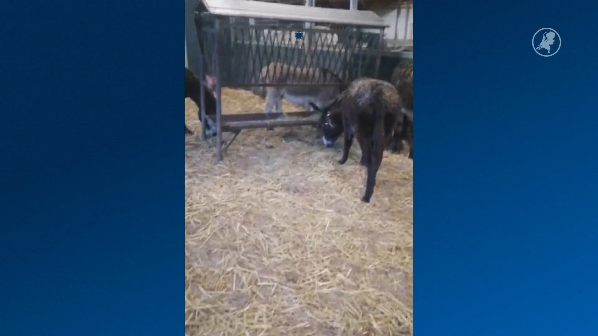 Wie is zijn muildier kwijt? 'Niemand meldt zich'